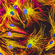 Immunofluorescence