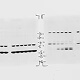 Western Blotting