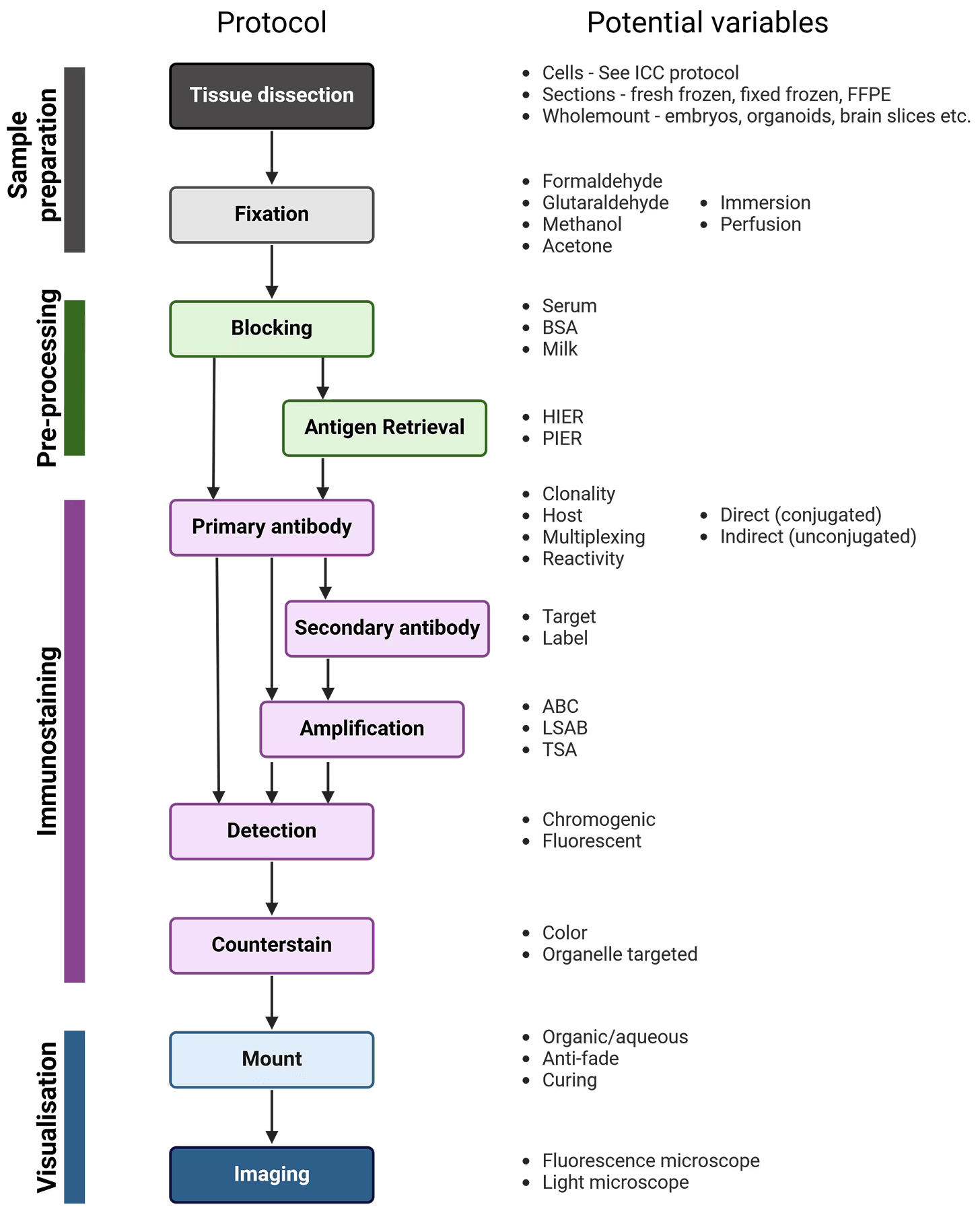 Overview of Immunohistochemistry, including sample preparation, pre-processing, immunostaining and visualization