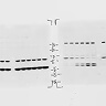 IHC Controls