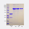 IHC Controls