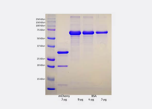 Proteins & peptides
