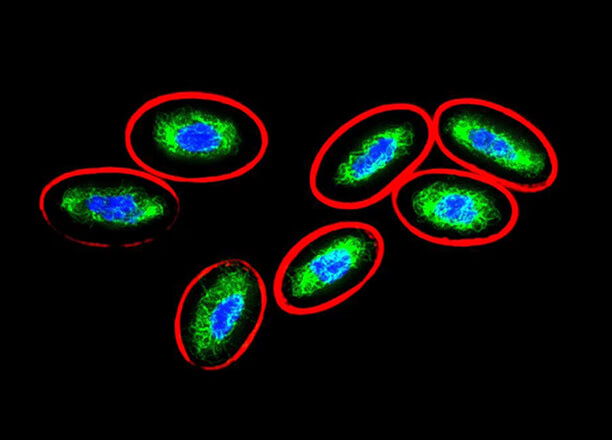 Secondary antibodies
