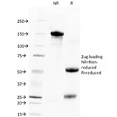 SDS-PAGE - Anti-Human Nuclear Antigen Antibody [235-1] (A250966) - Antibodies.com