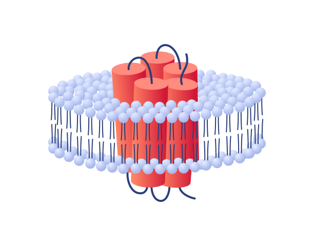 Synthetic Nanodiscs