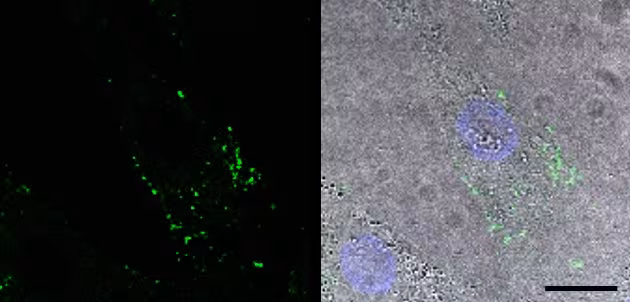 Fluorescently labeled exosome-based nanoparticles in cell culture